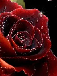 1 (37).webp