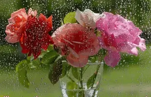 1 (38).webp