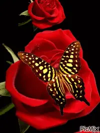 1 (41).webp