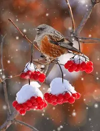 1 (45).webp