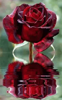 1 (63).webp