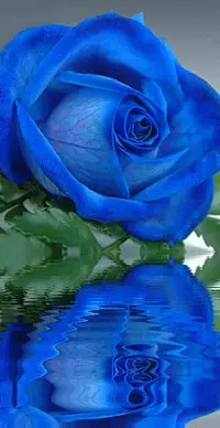 1 (64).webp