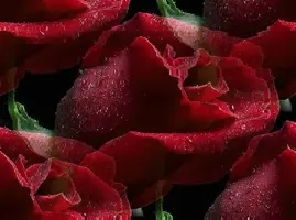 1 (67).webp