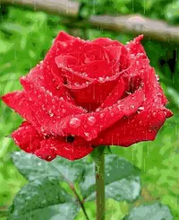 1 (70).webp