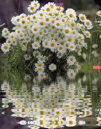 1 (74).webp