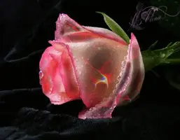 1 (84).webp