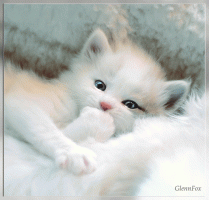 1 (1).gif