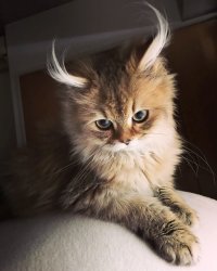 1 (59).jpg