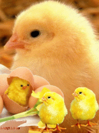 gif 1.gif