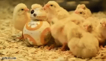 gif 5.gif