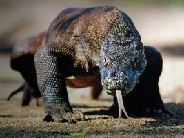 komodo ejderi 1.jpg