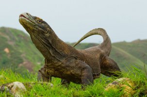 komodo ejderi 2.jpg