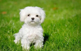 köpek 2.jpg