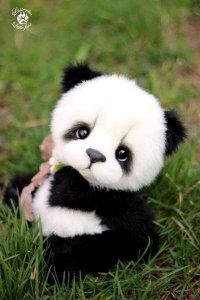 panda 2.jpg