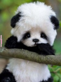 panda 3.jpg