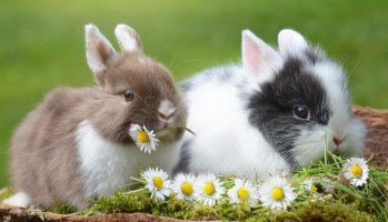 tavşan 1.jpg