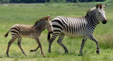zebra 1.jpg