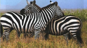 zebra 3.jpg