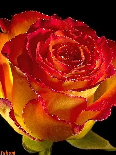 1 (56).webp